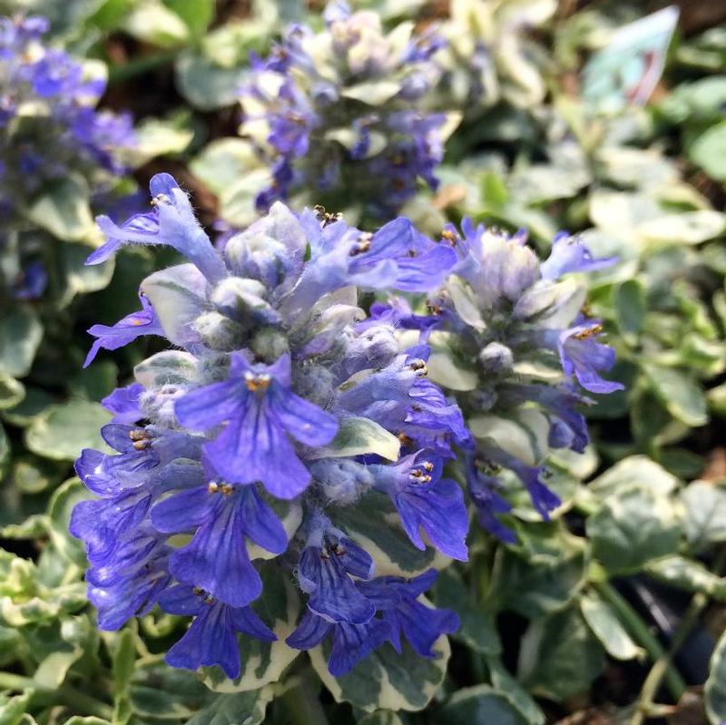 Ajuga reptans Silver Queen