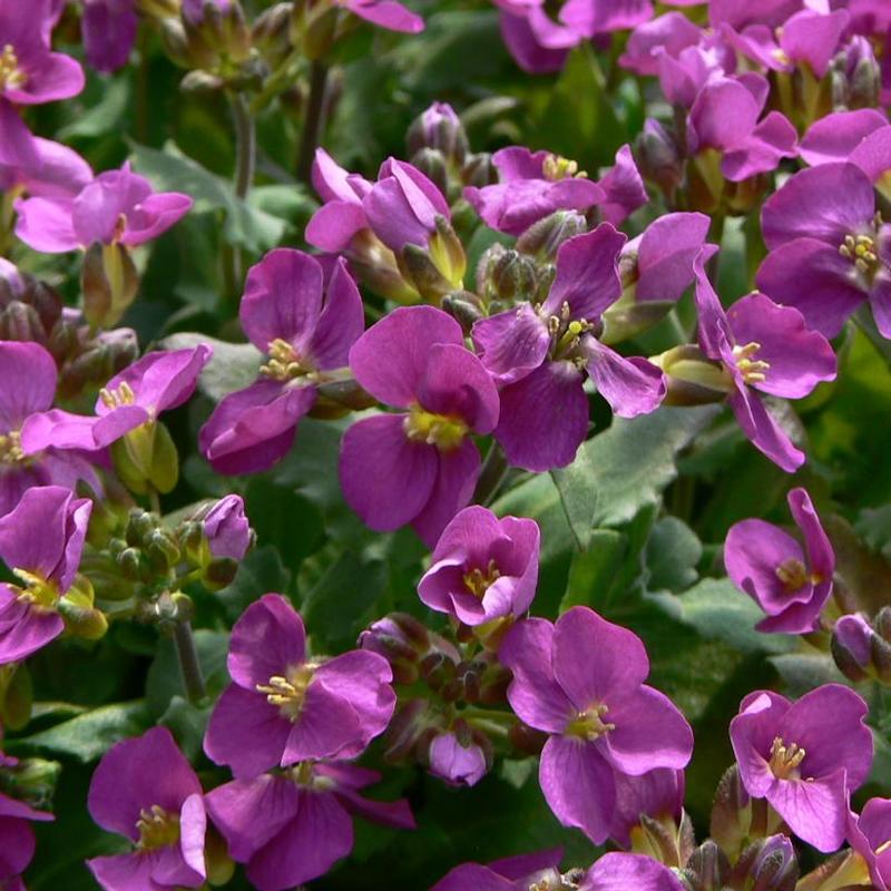 Arabis arendsii Compinkie