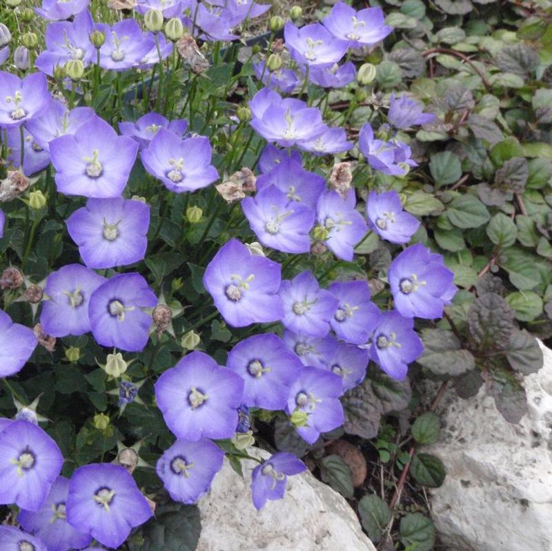 Campanula carpatica Blue Clips