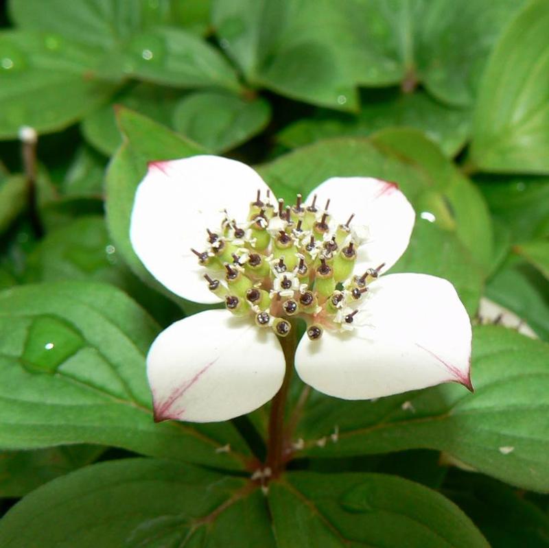 Cornus canadensis 