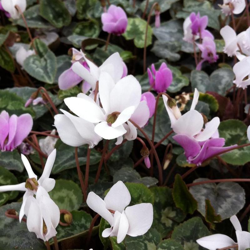 Cyclamen hederifolium 