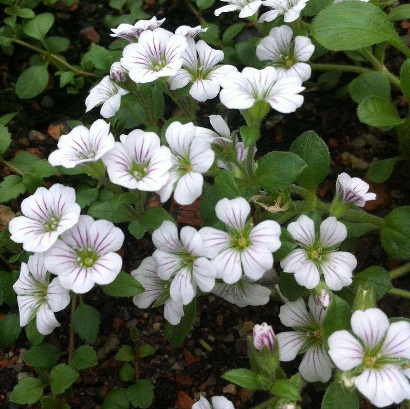 Gypsophila cerastioides 