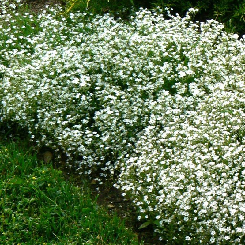 Gypsophila repens Alba