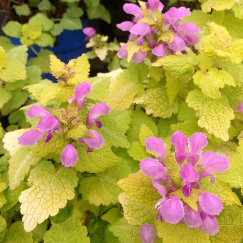 Lamium maculatum Aureum