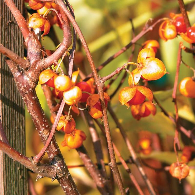 Celastrus scandens Diane