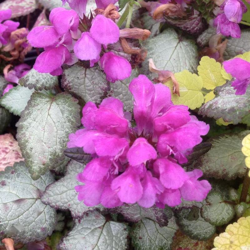 Lamium maculatum Beacon Silver