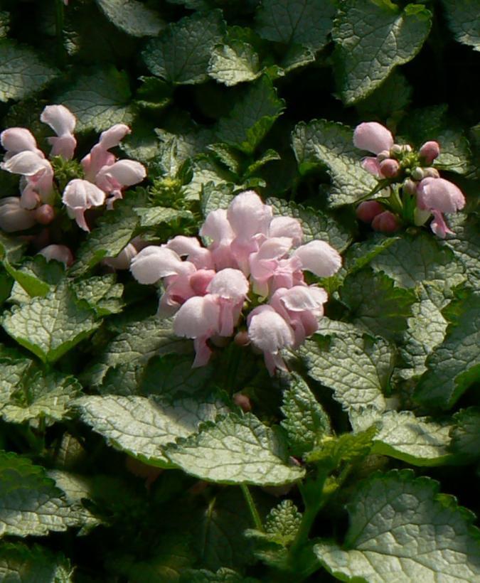 Lamium Maculatum Pink Pewter Spotted Deadnettle From Antheia Gardens Lamium Maculatum Pink Pewter Spotted Deadnettle From Antheia Gardens