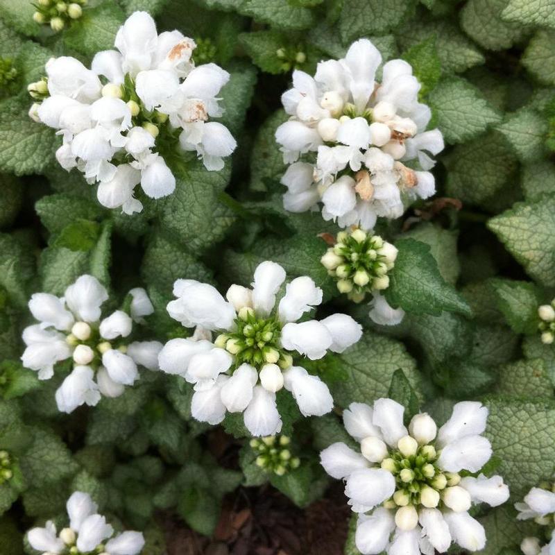 Lamium maculatum White Nancy