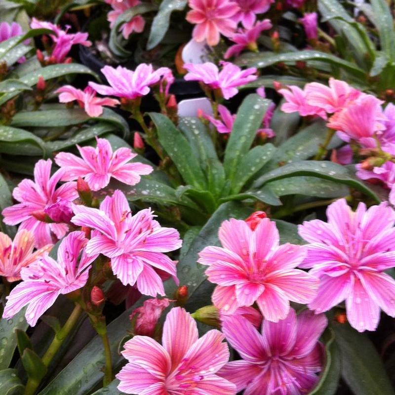 Lewisia longipetala Little Plum