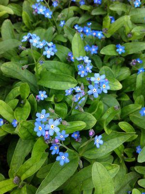 Myosotis sylvatica Victoria Victoria Indigo Blue