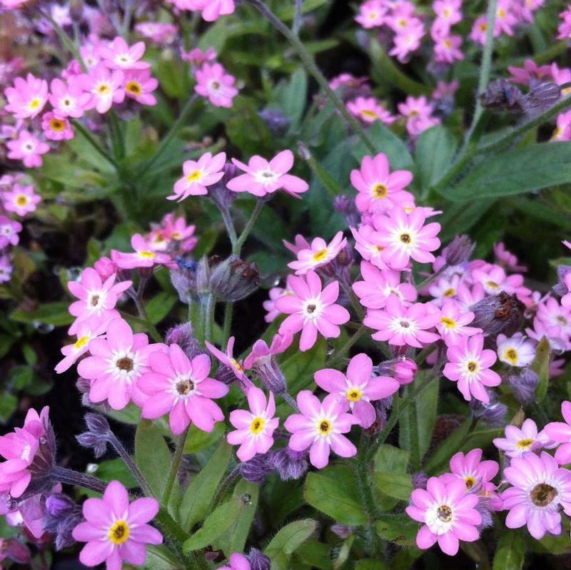 Myosotis sylvatica Victoria Victoria Rose