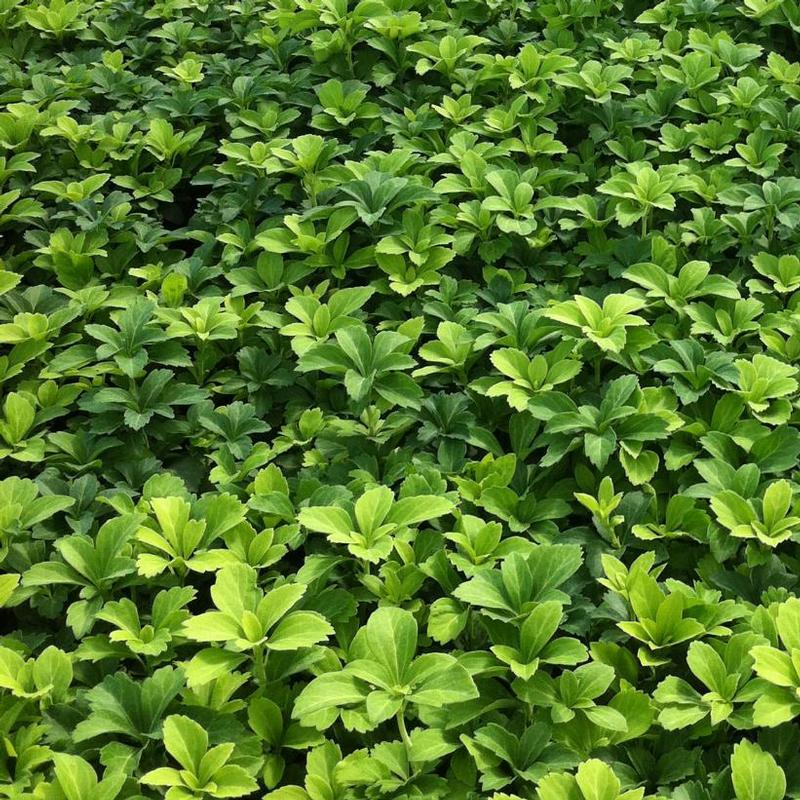 Pachysandra terminalis 