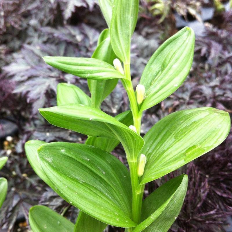 Polygonatum humile 