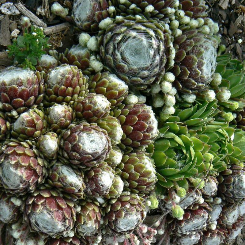 Sempervivum tectorum 