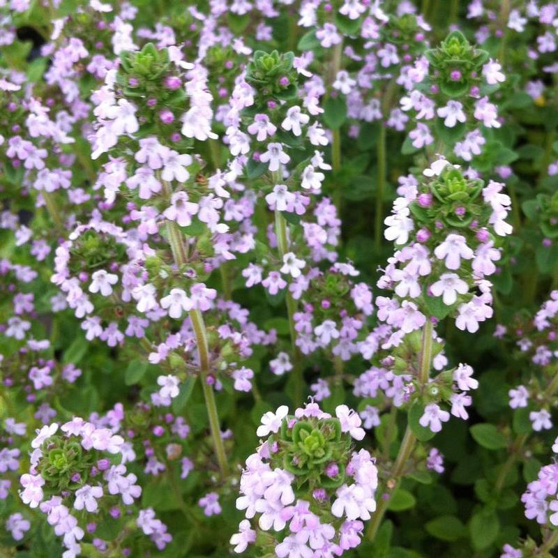 Thymus x citriodorus 