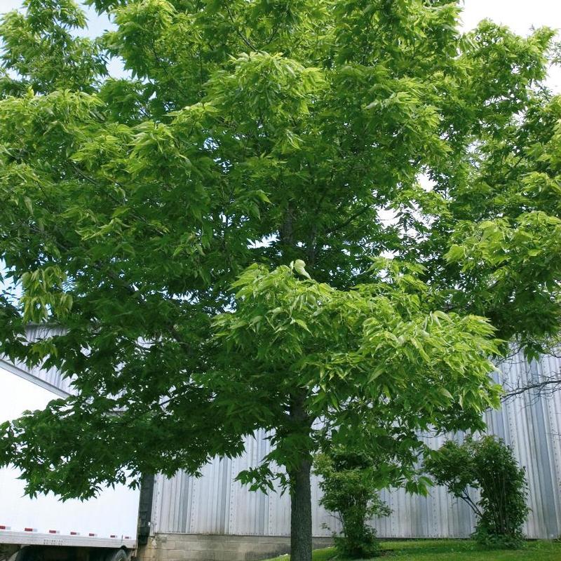 Celtis occidentalis 