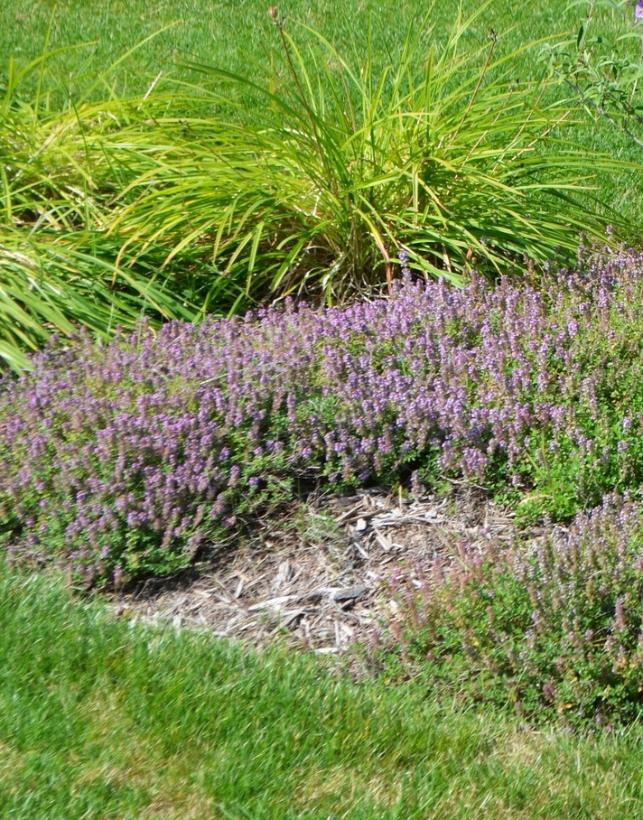 Thymus serpyllum 