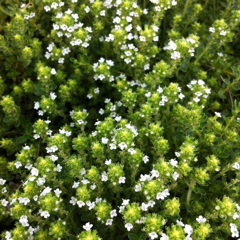 Thymus serpyllum Alba