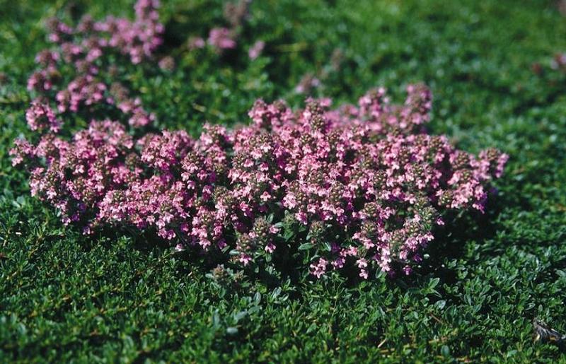 Thymus serpyllum Magic Carpet