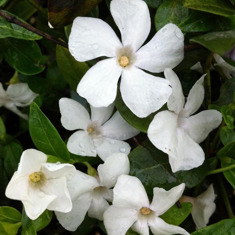 Vinca minor Alba