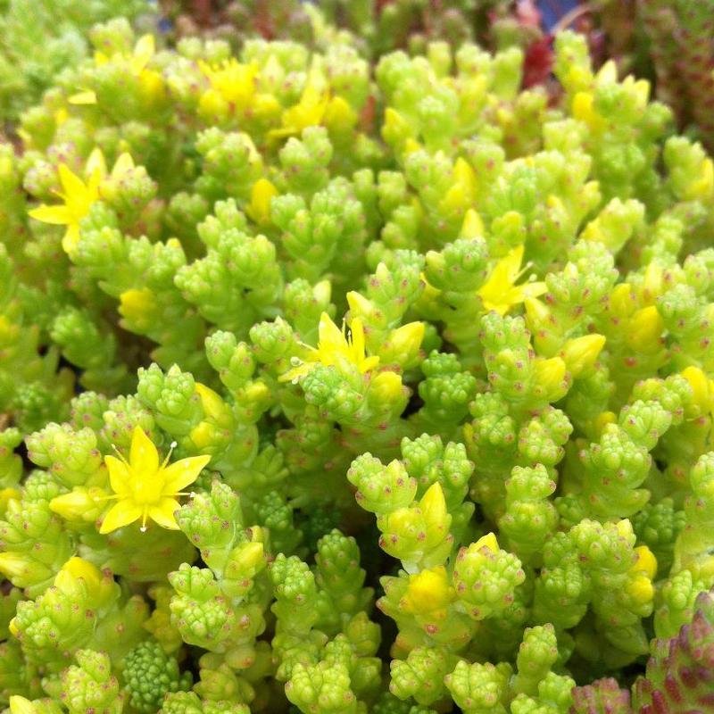 Sedum acre var. aurea 'Goldmoss' Goldmoss Stonecrop from Antheia Gardens