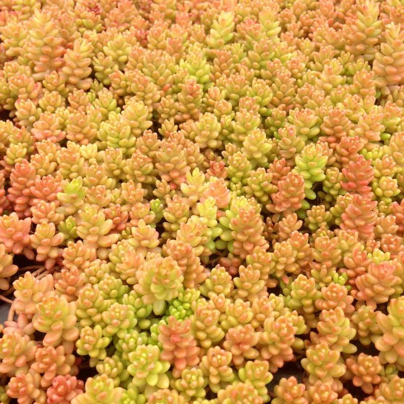 Sedum album 