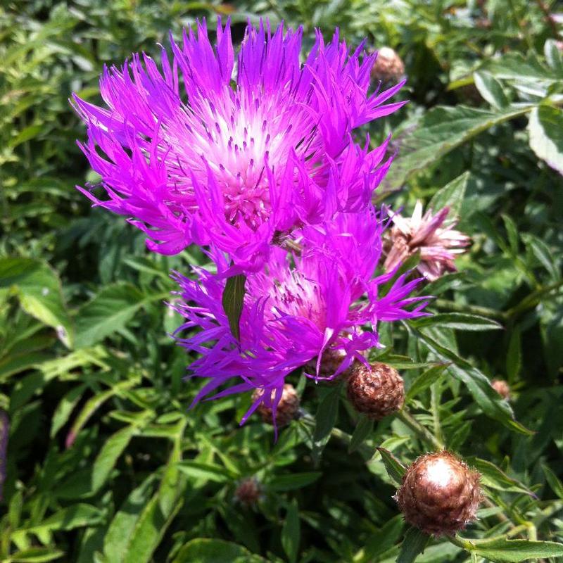 Centaurea dealbata 