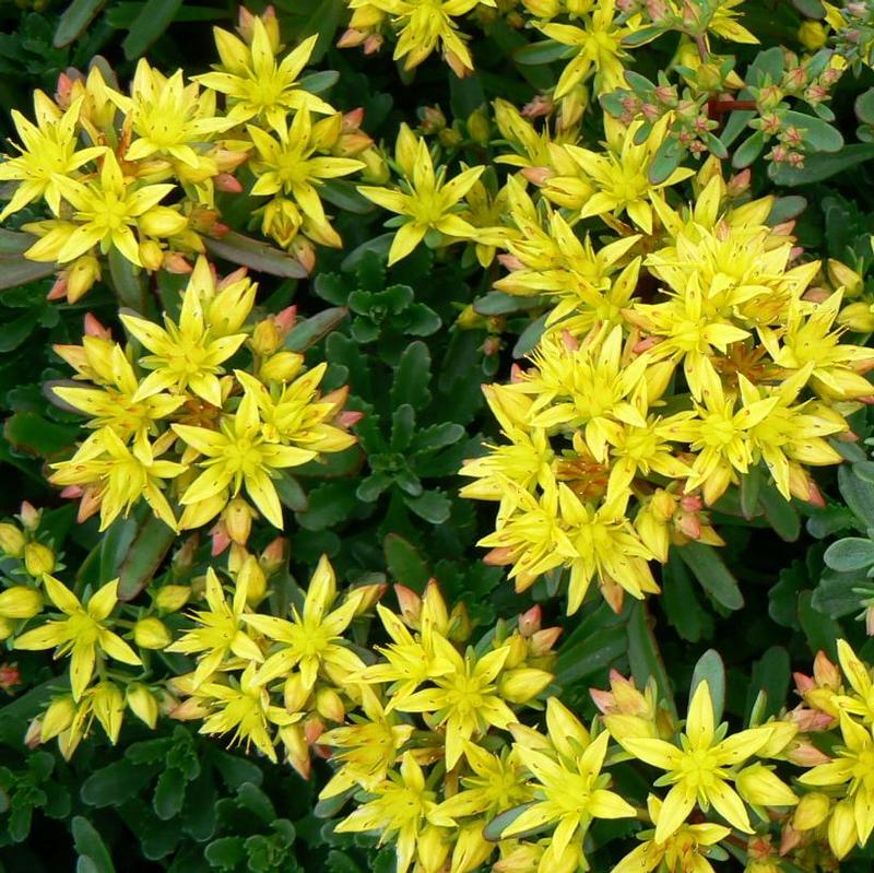 Sedum floriferum Weihenstephaner Gold