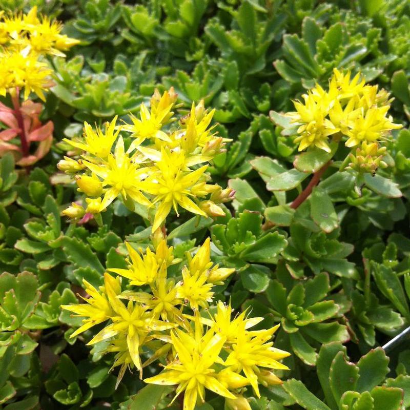 Sedum hybridum Immergrunchen