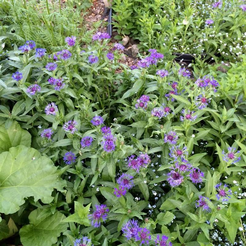 Centaurea montana 