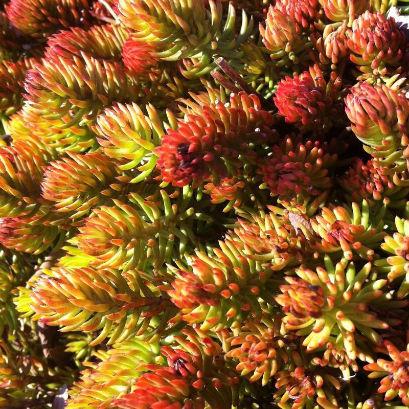 Sedum reflexum Angelina