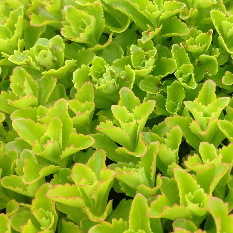 Sedum selskianum Spirit