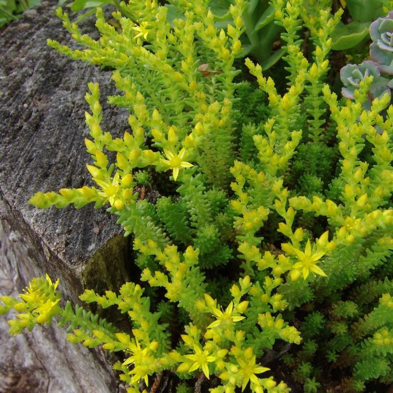 Sedum sexangulare 