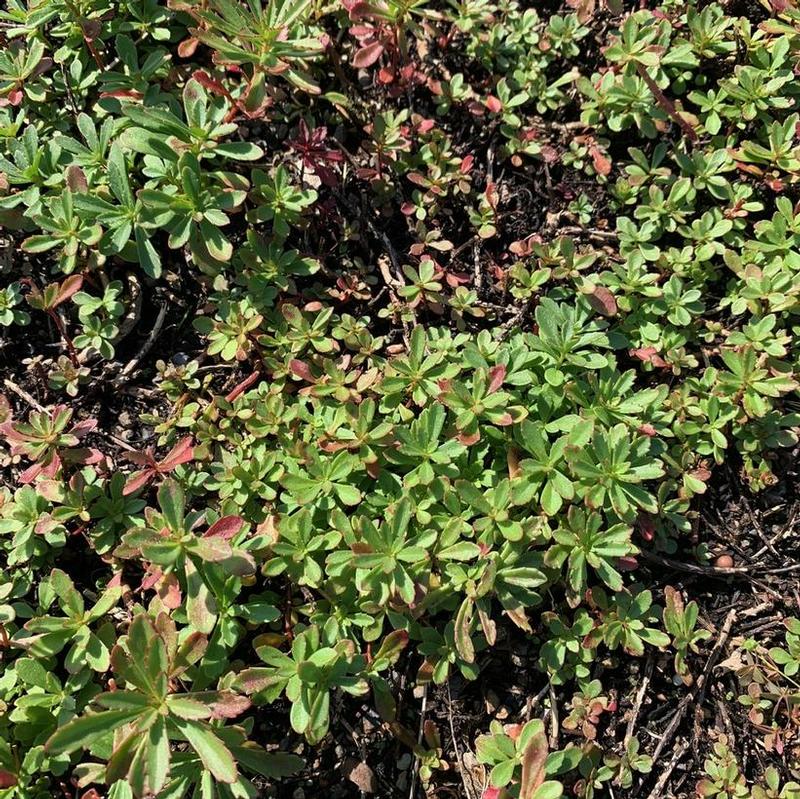 Sedum sichotense 