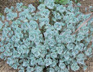 Sedum sieboldii 