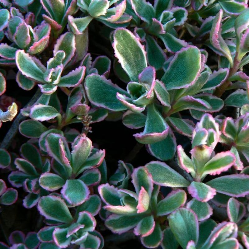 Sedum spurium Tricolor