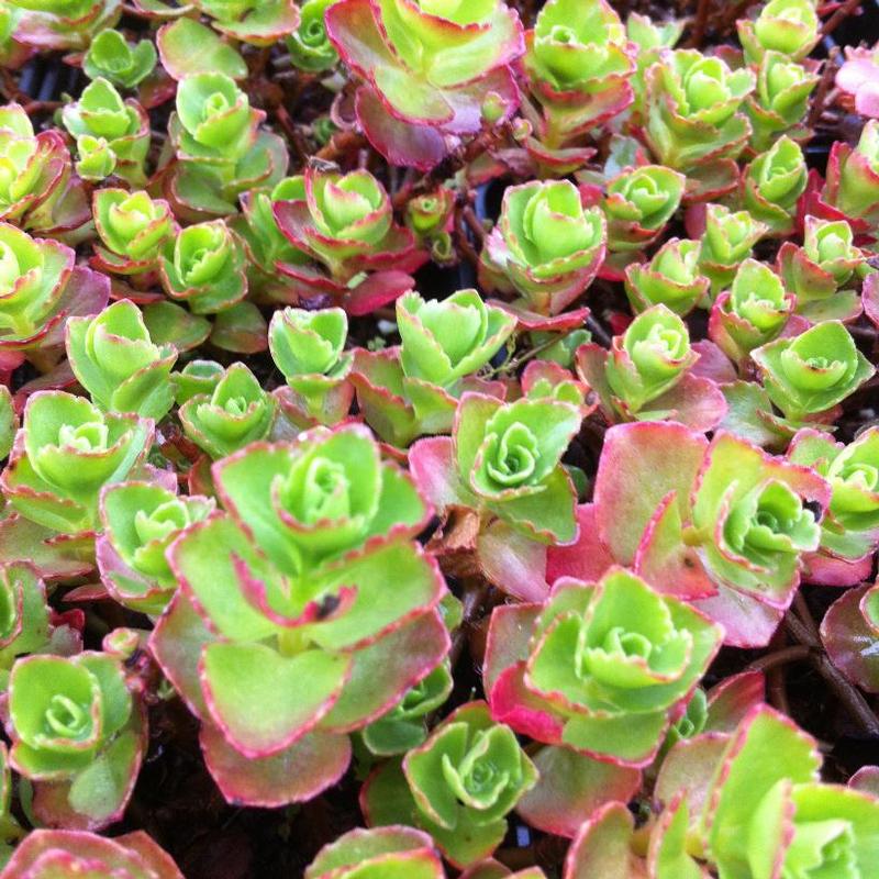 Sedum spurium Schorbuser Blut