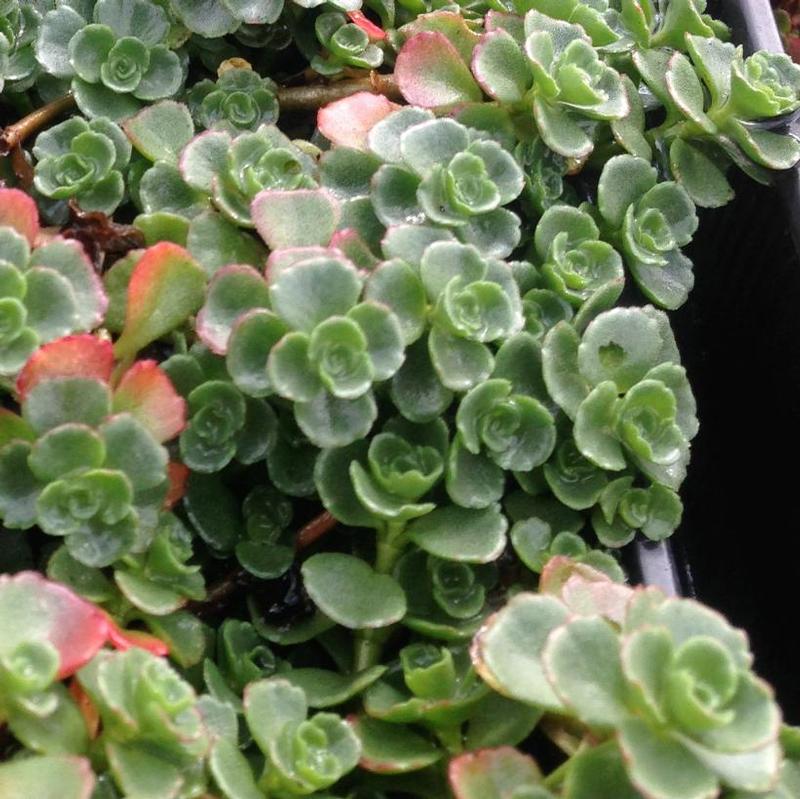 Sedum spurium John Creech