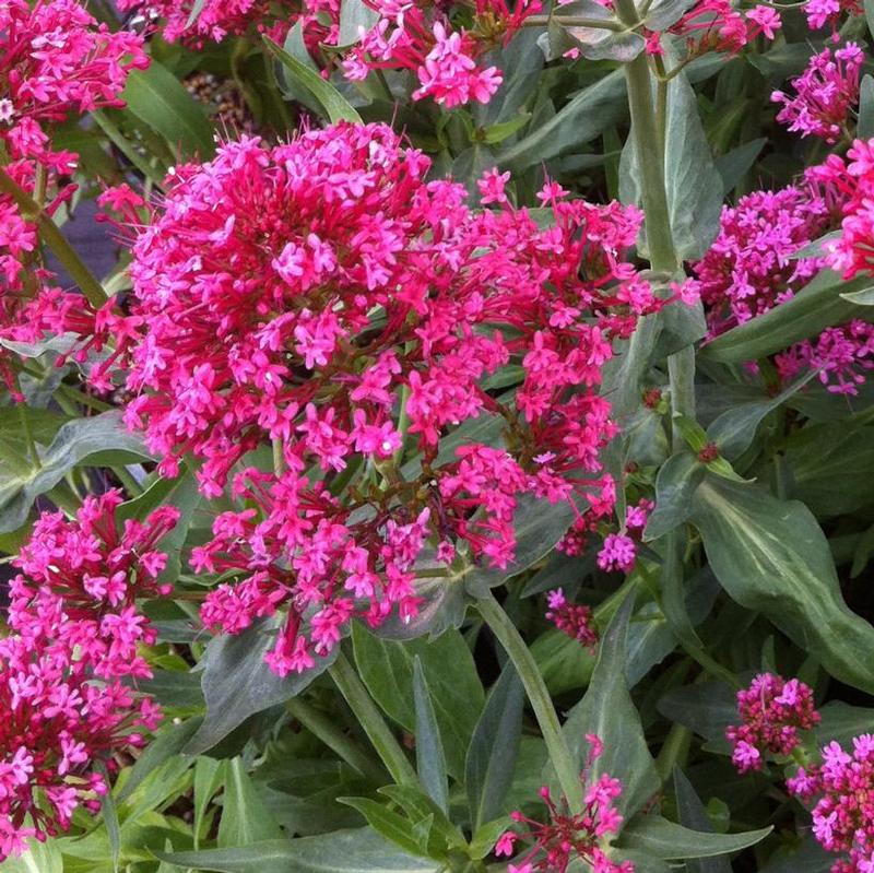 Centranthus ruber 