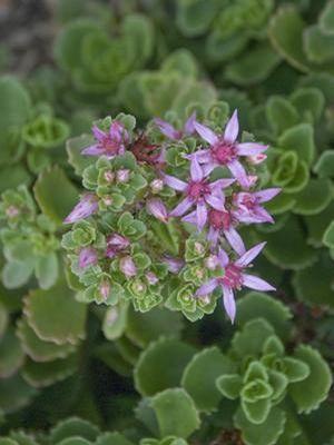 Sedum spurium Summer Glory