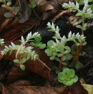 Sedum ternatum 