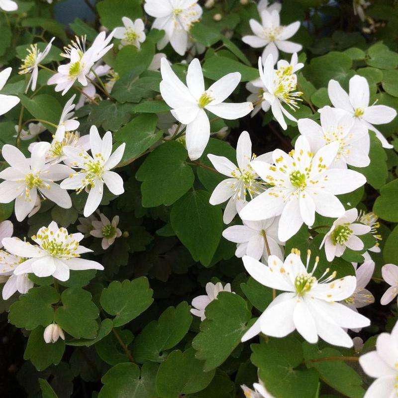 Anemonella thalictroides 