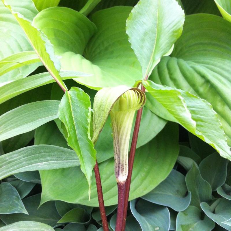 Arisaema triphyllum 