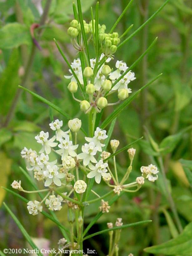 Asclepias verticillata 