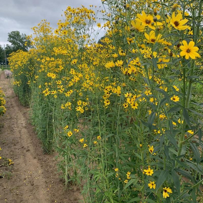 Coreopsis tripteris 