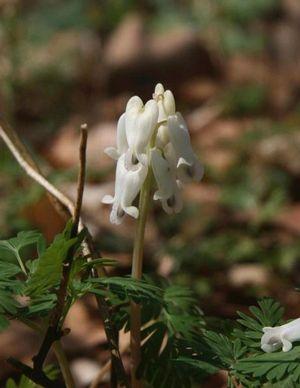 Dicentra canadensis 