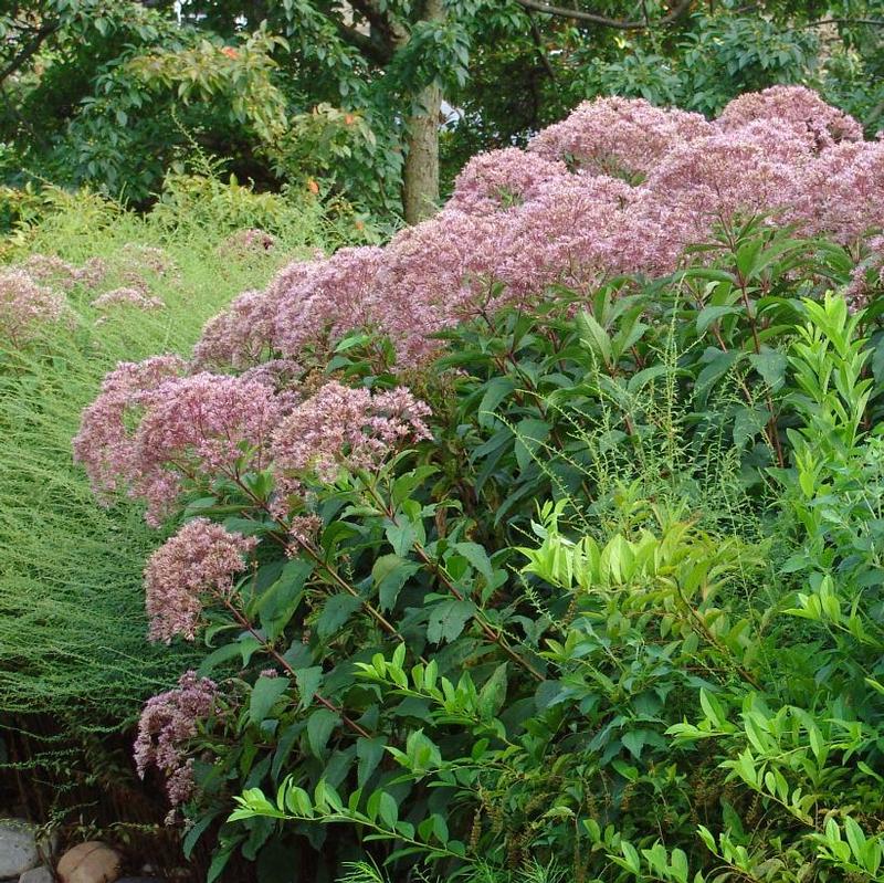 Eupatorium fistulosum 