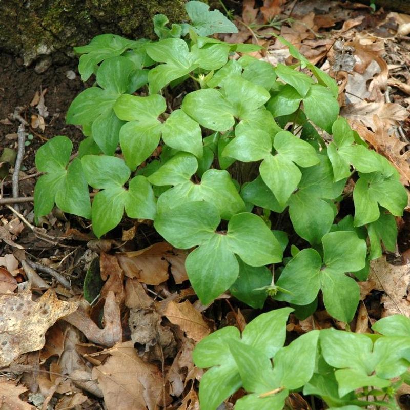 Hepatica acutiloba 