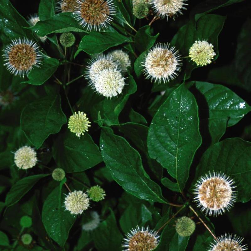 Cephalanthus occidentalis 