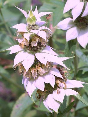 Monarda punctata 